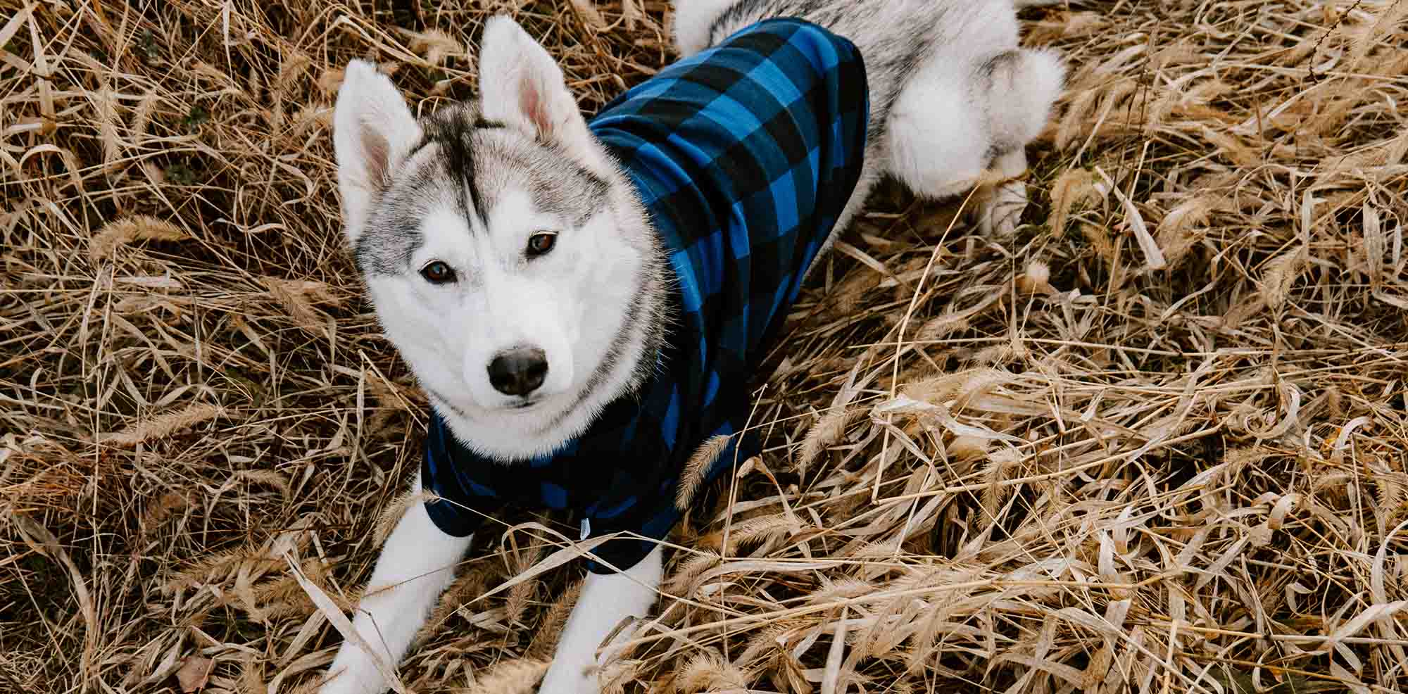 Dog Christmas Pajamas – Leveret Clothing