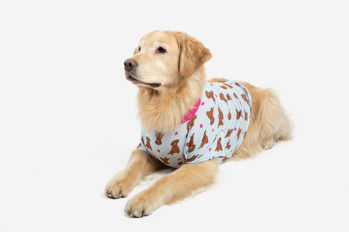 Golden retriever best sale puppies in pajamas