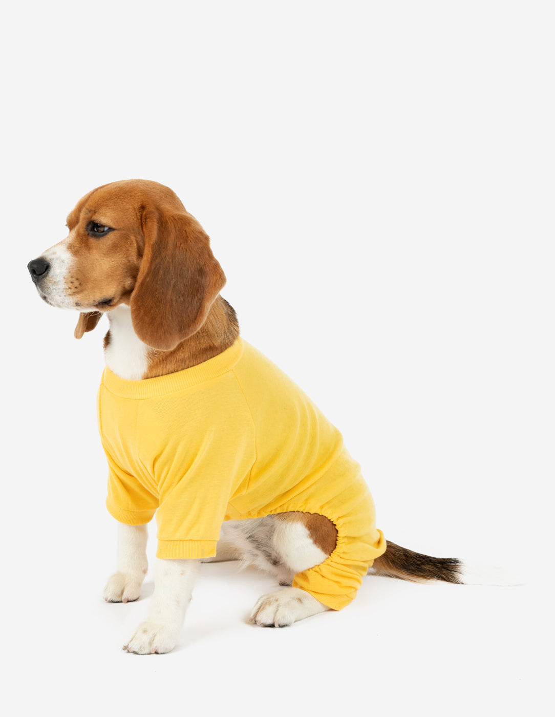 Yellow store dog clothing